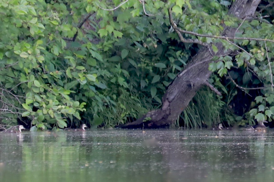 Wood Duck - ML620589461