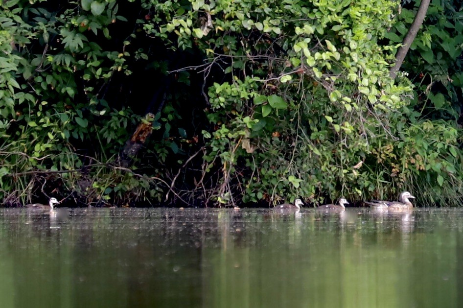 Wood Duck - ML620589463