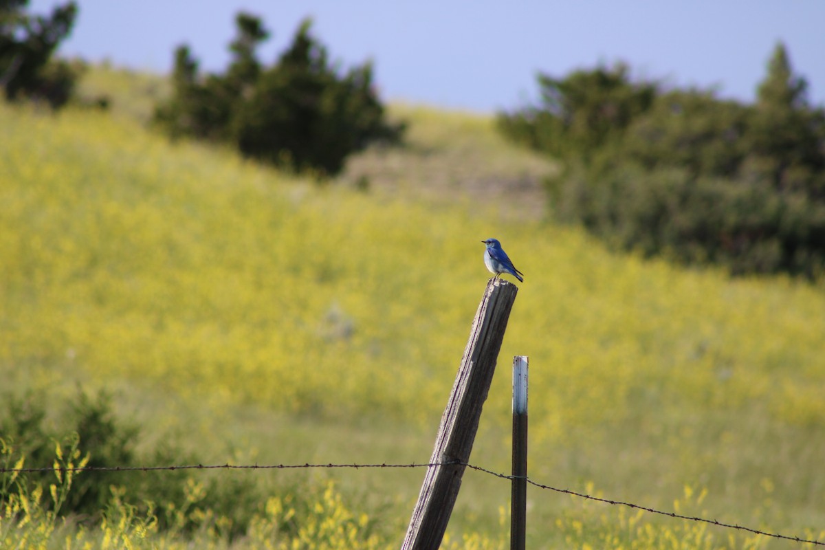 Mountain Bluebird - ML620589470