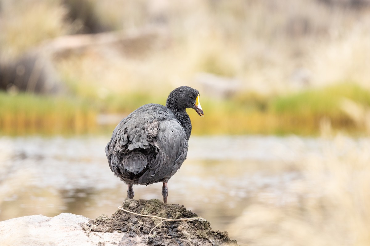Giant Coot - ML620589475