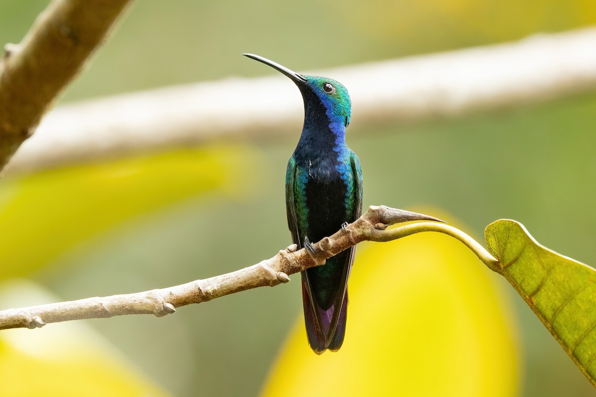 kolibřík tropický - ML620589498