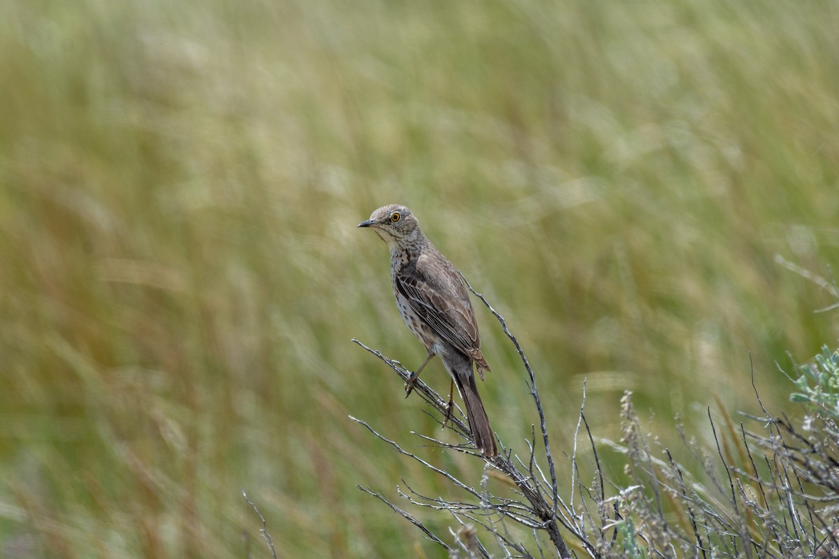 Beifuß-Spottdrossel - ML620589499