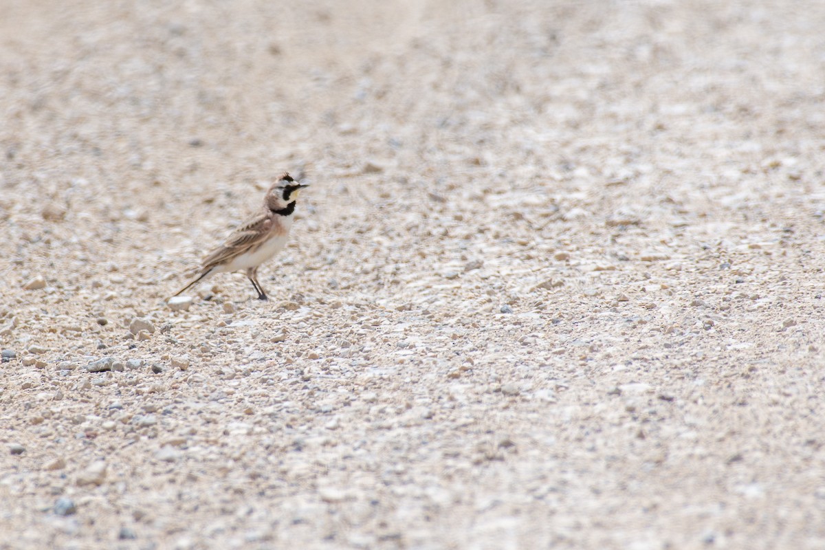 Ohrenlerche - ML620589504