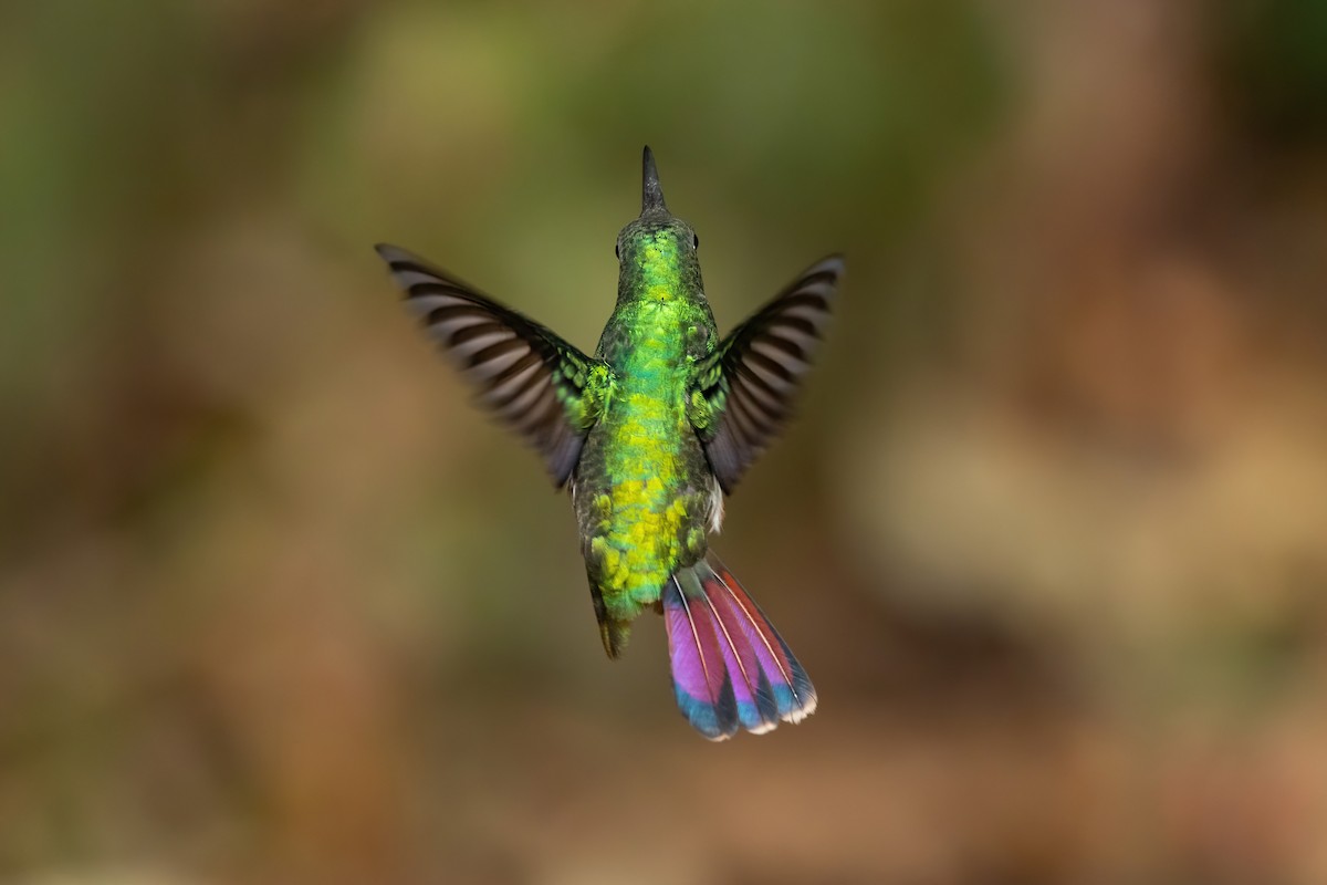 kolibřík tropický - ML620589506