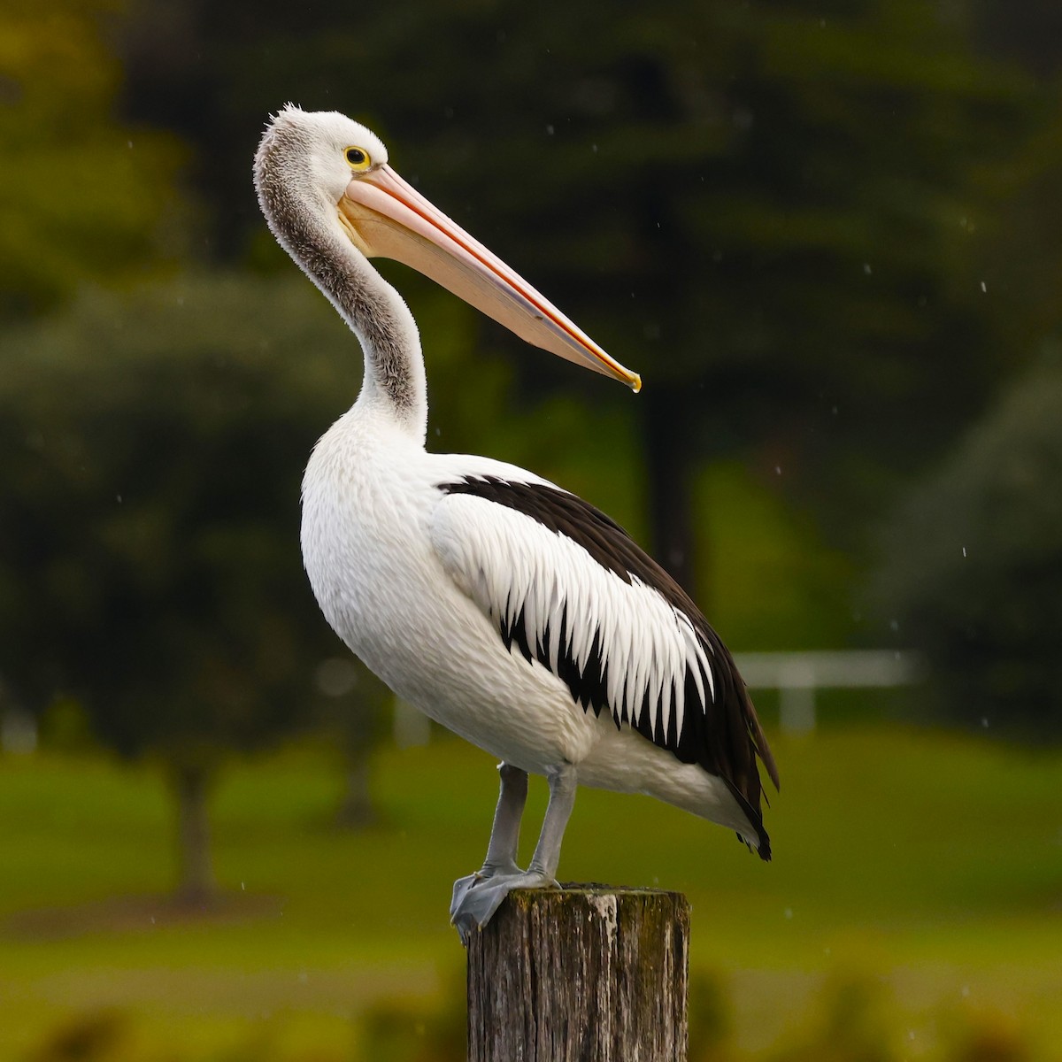 Australian Pelican - John Mills