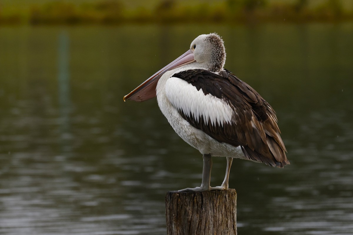 pelikán australský - ML620589508