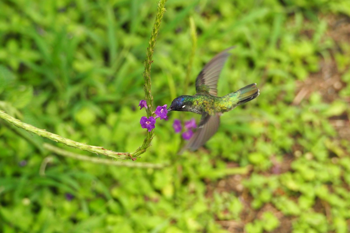 Violet-headed Hummingbird - ML620589513