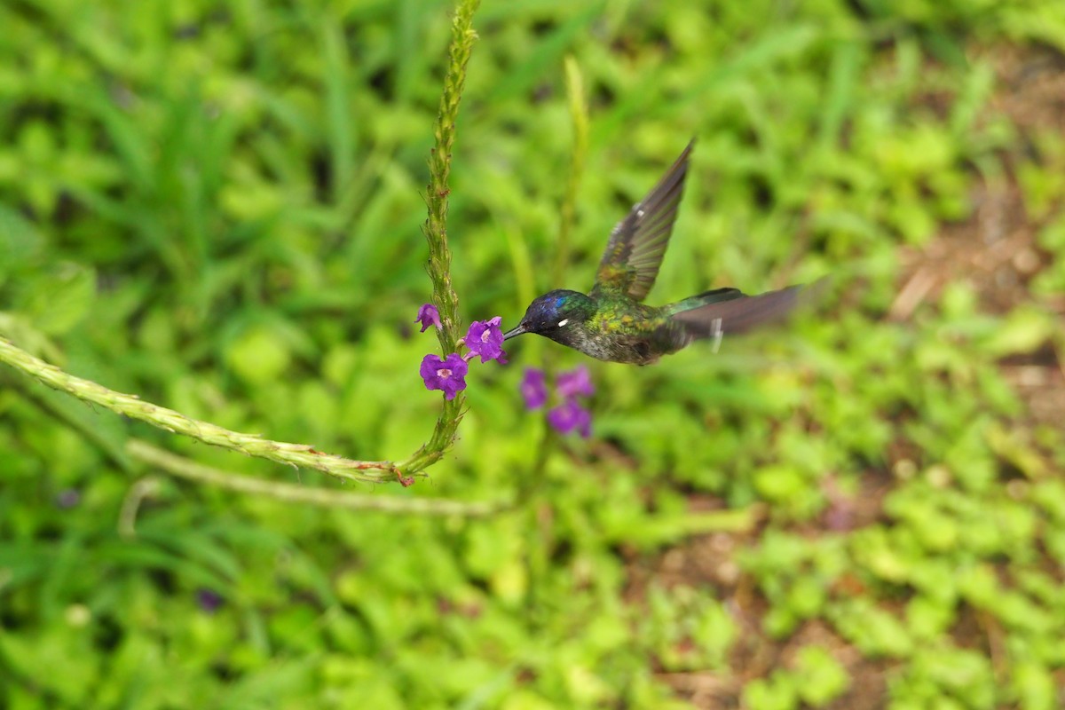 kolibřík fialovohlavý - ML620589514