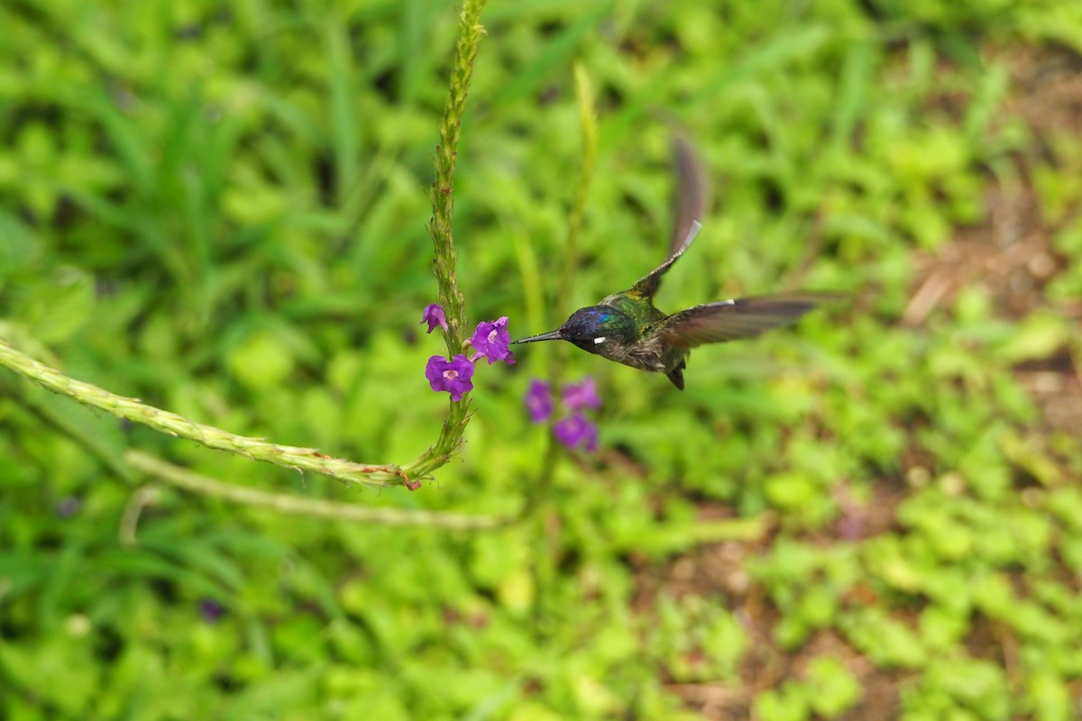 Violet-headed Hummingbird - ML620589516