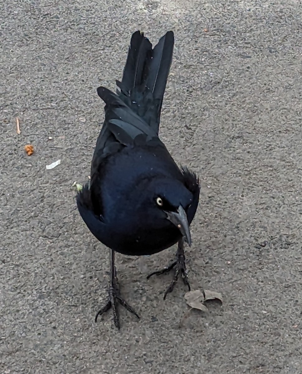 Great-tailed Grackle - ML620589520