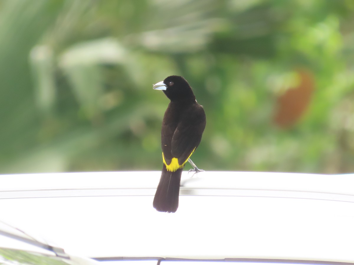 Flame-rumped Tanager - ML620589531