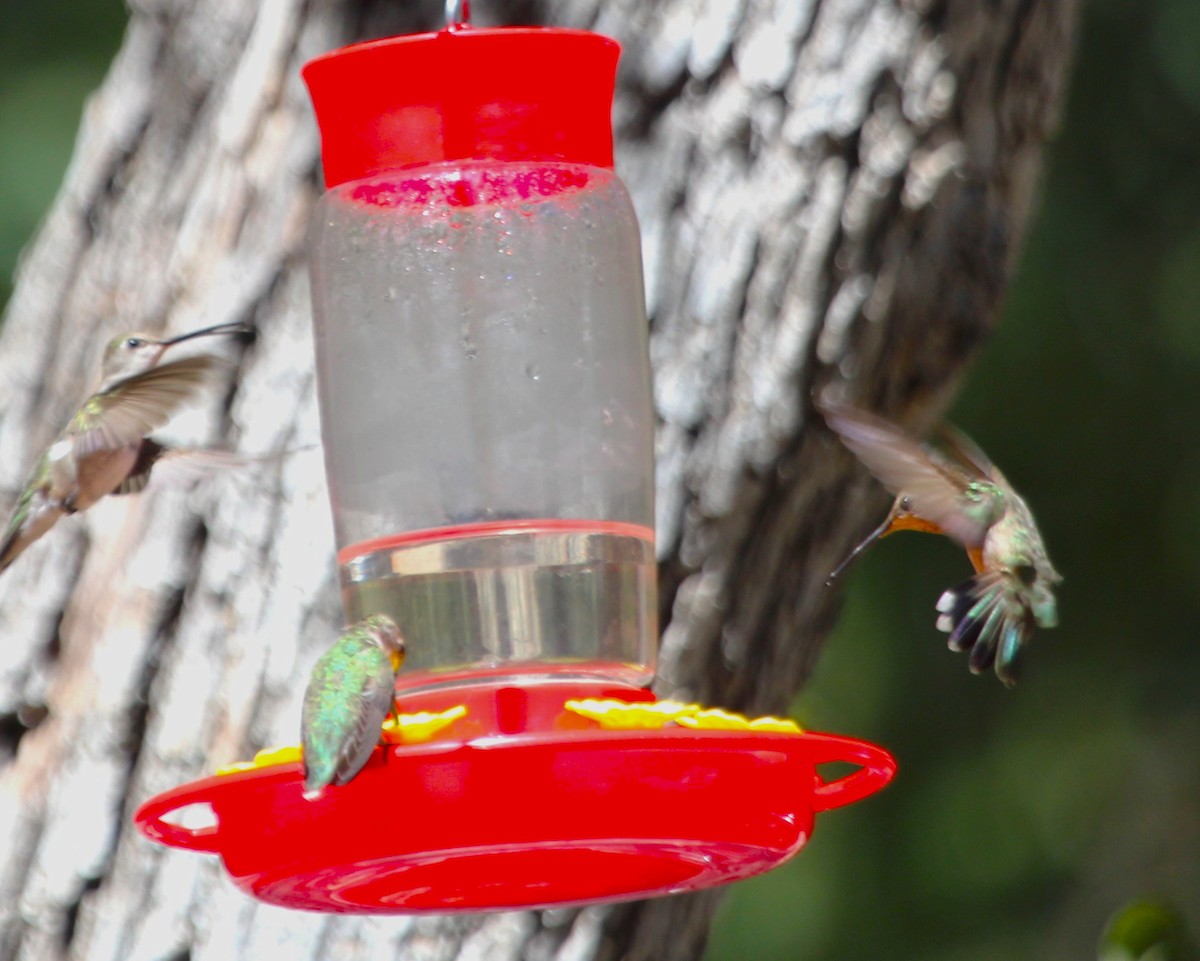 Black-chinned Hummingbird - ML620589542