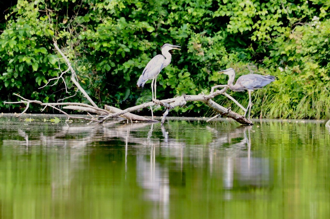 Great Blue Heron - ML620589547