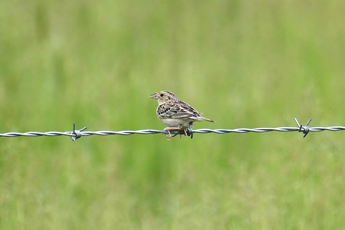 Grasshopper Sparrow - ML620589548