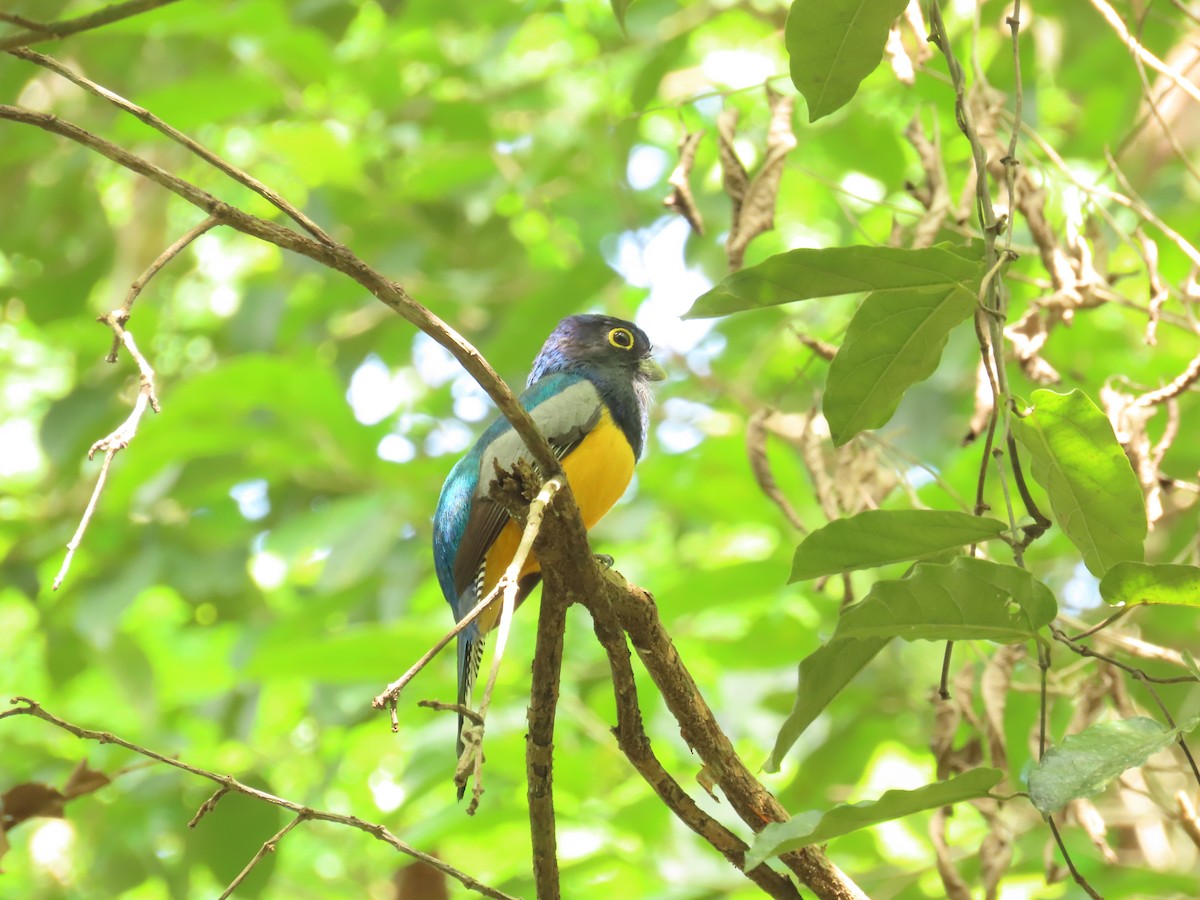 Gartered Trogon - ML620589549