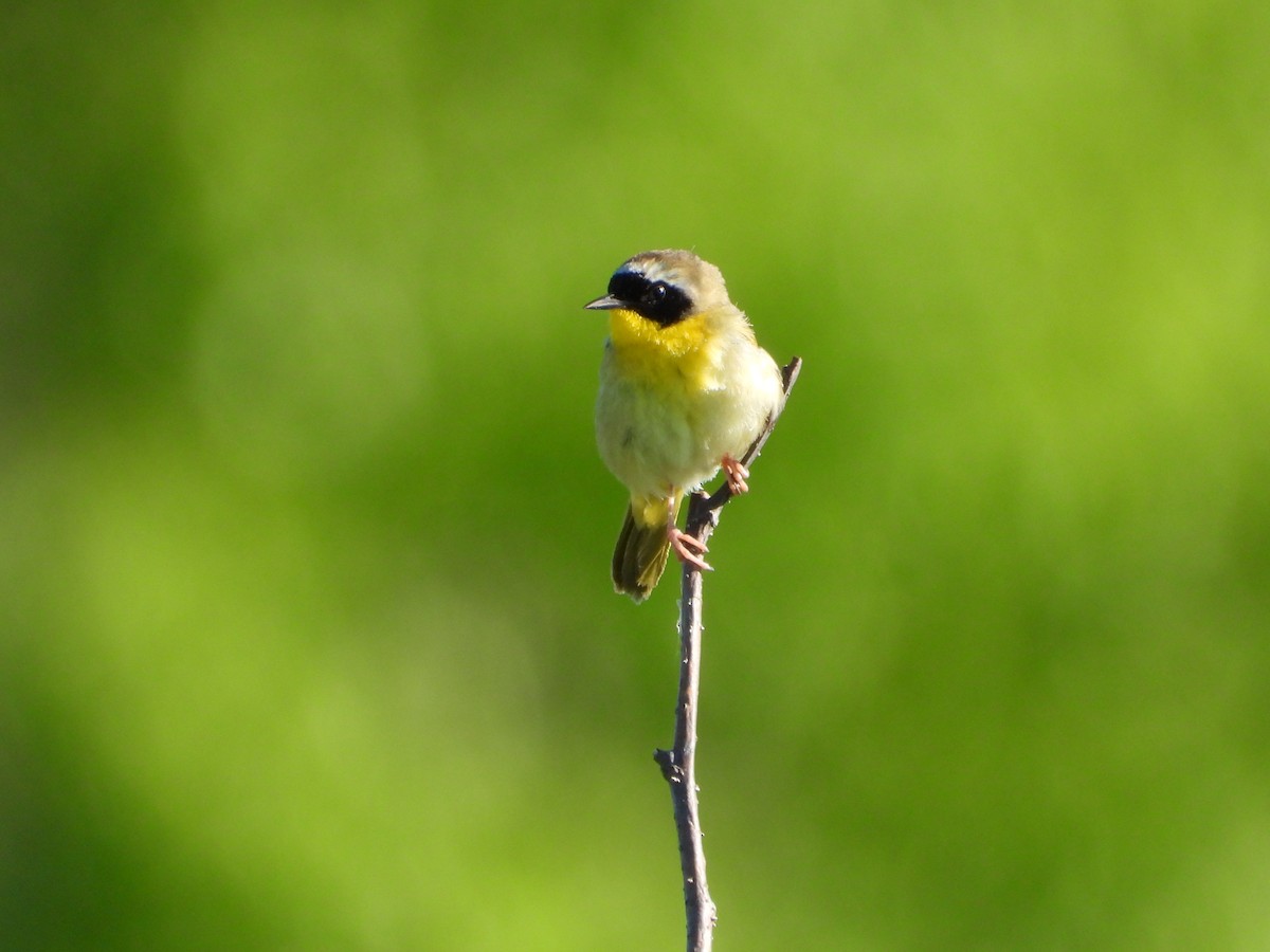 Common Yellowthroat - ML620589551