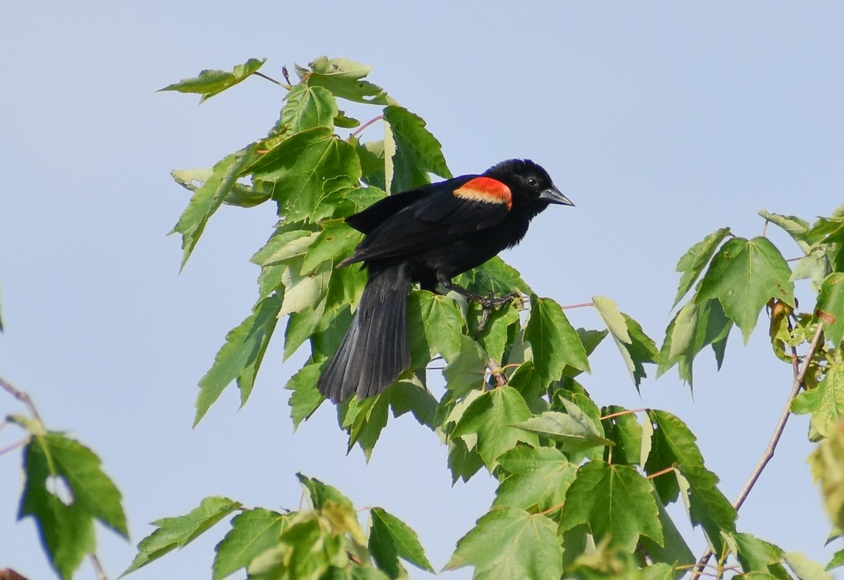 Red-winged Blackbird - ML620589557