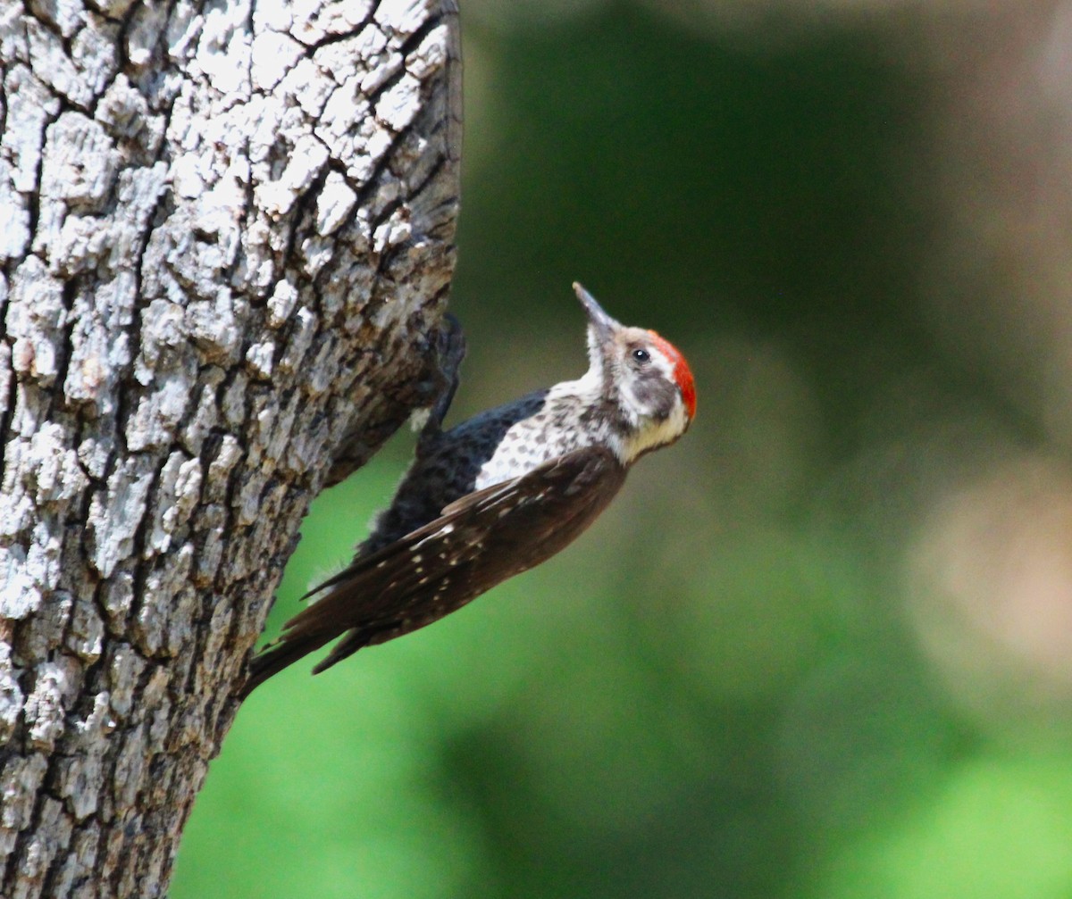 Arizona Woodpecker - ML620589559