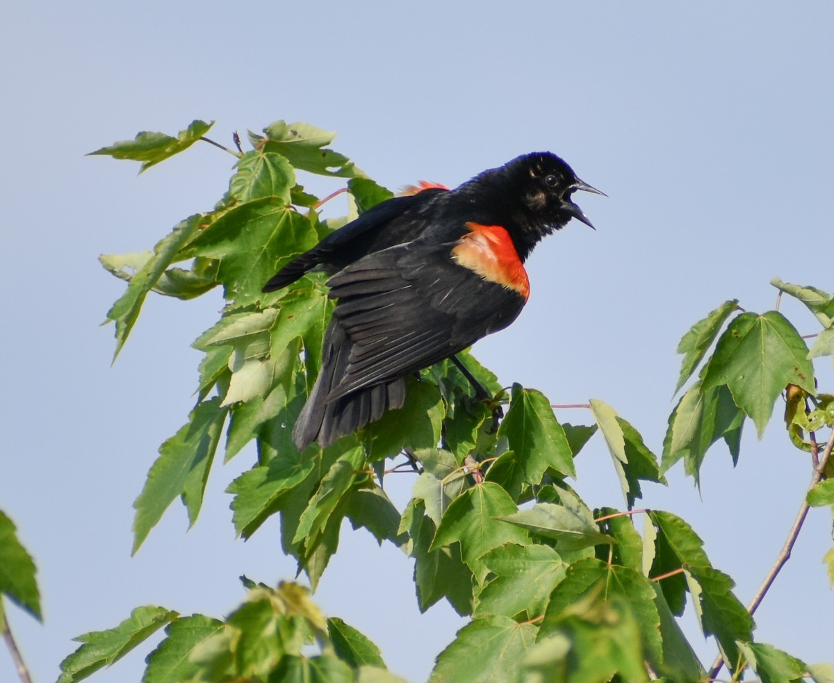 Red-winged Blackbird - ML620589561