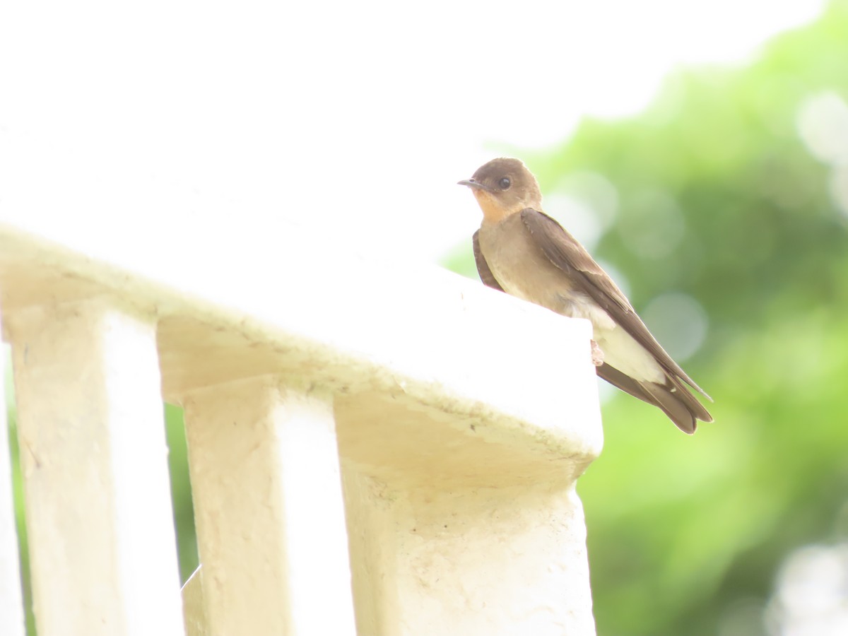 Southern Rough-winged Swallow - ML620589566