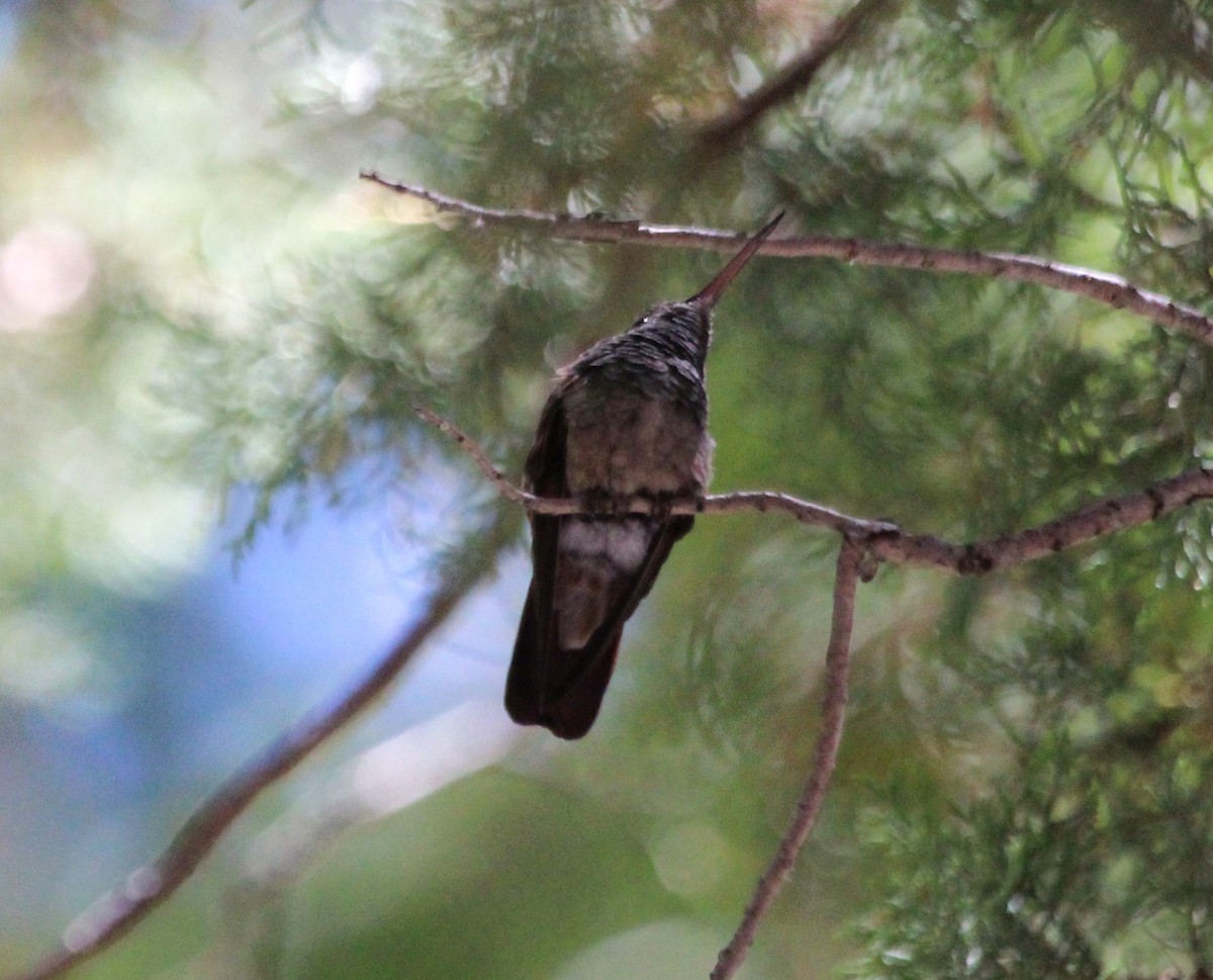 kolibřík mexický - ML620589568