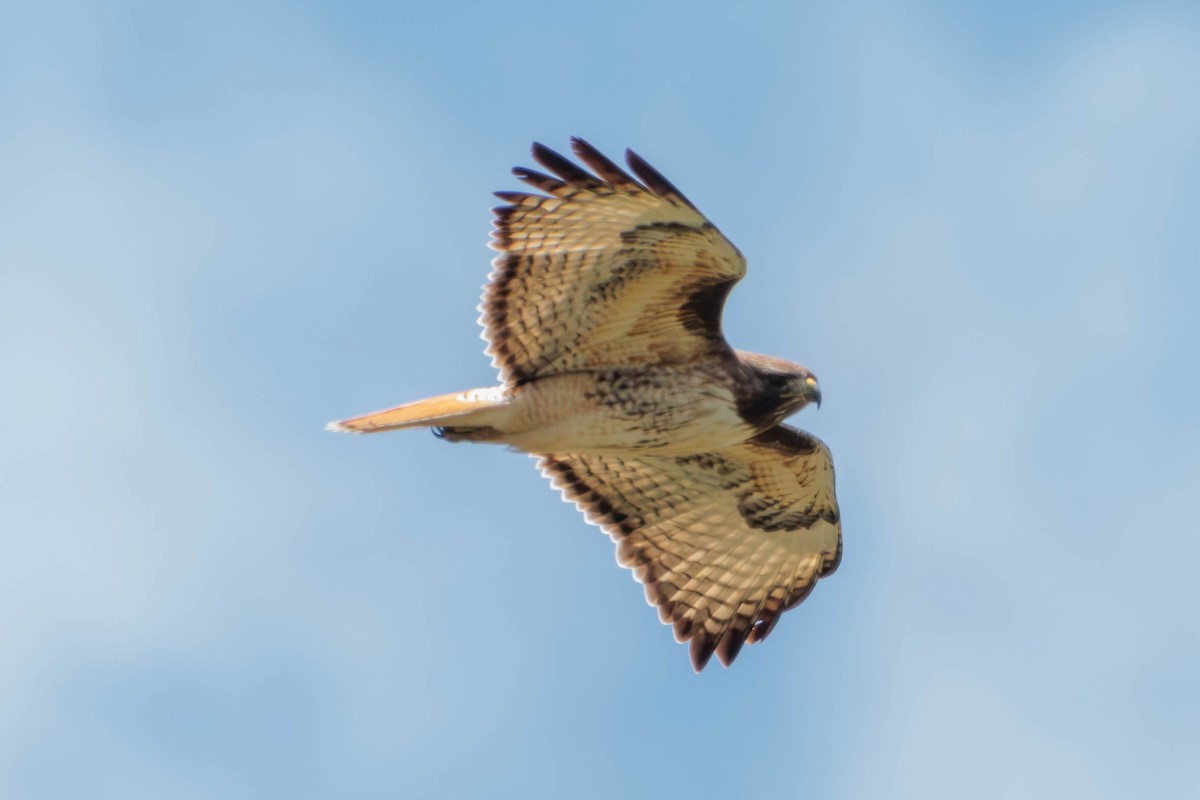 Red-tailed Hawk - ML620589582