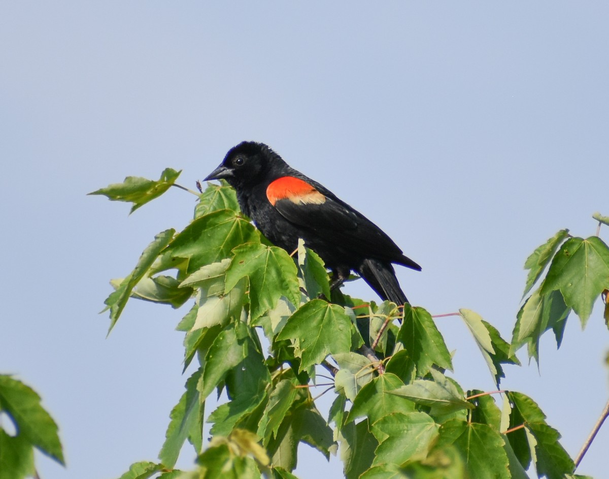 Red-winged Blackbird - ML620589586