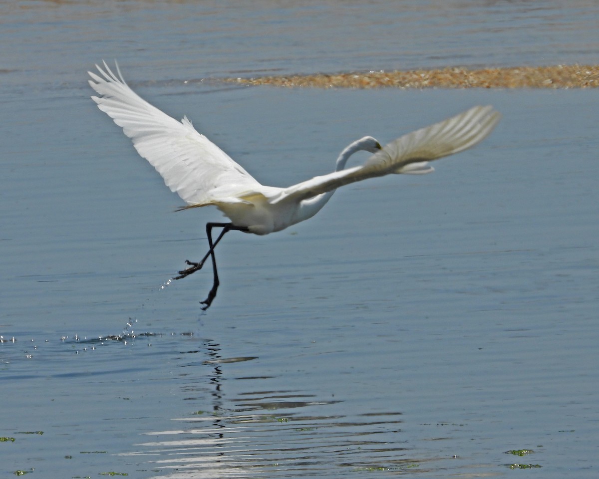 Grande Aigrette - ML620589589