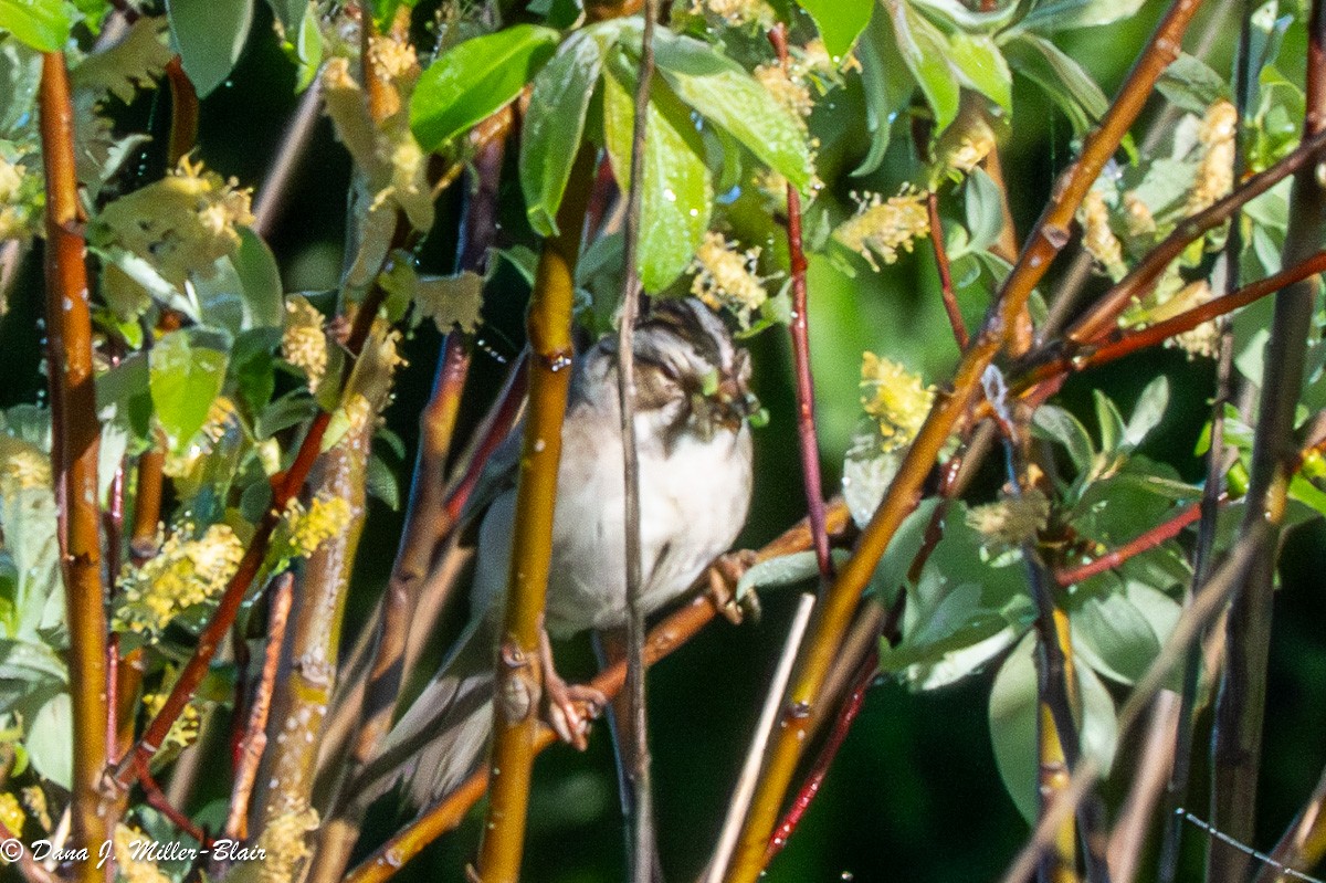 Clay-colored Sparrow - ML620589590