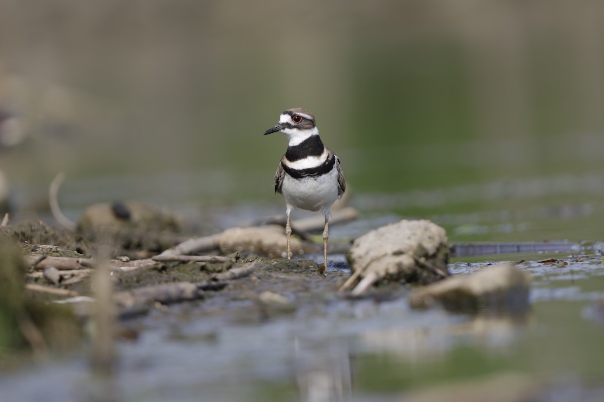 Killdeer - ML620589592