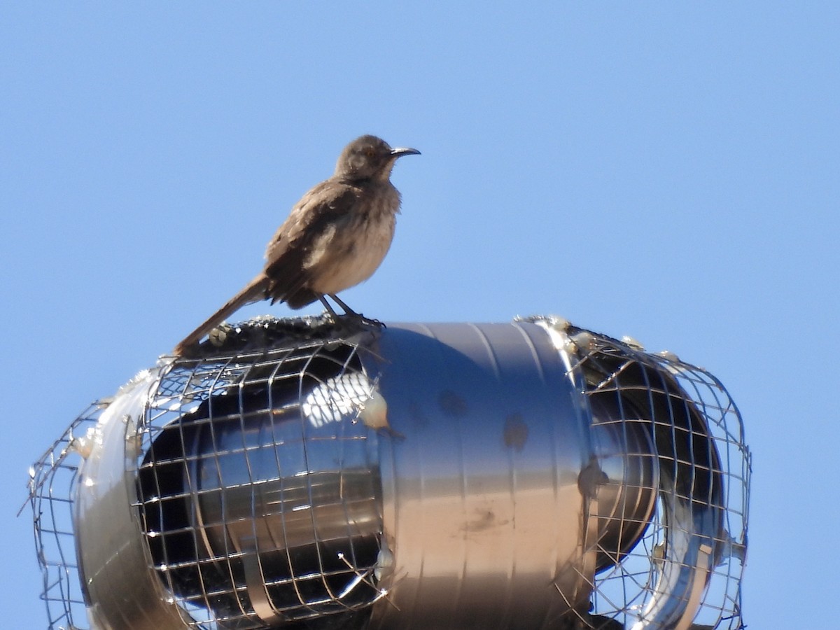 Curve-billed Thrasher - ML620589594