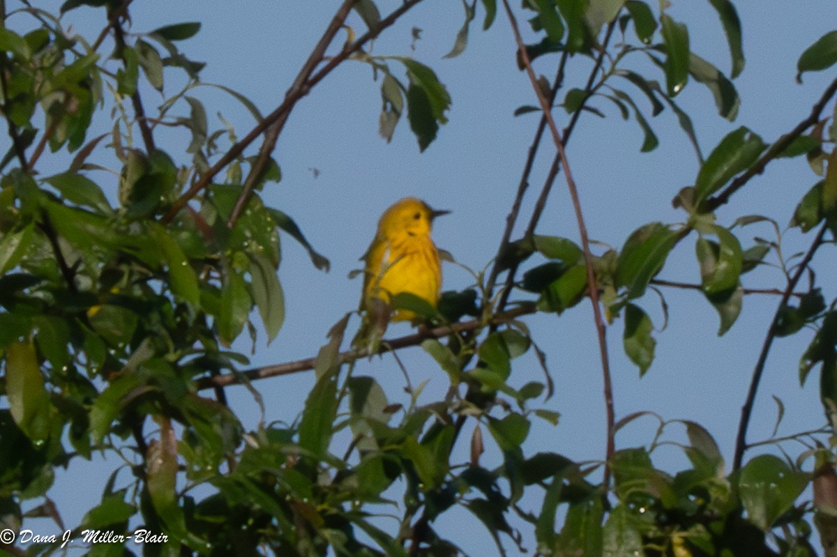 Yellow Warbler - ML620589595