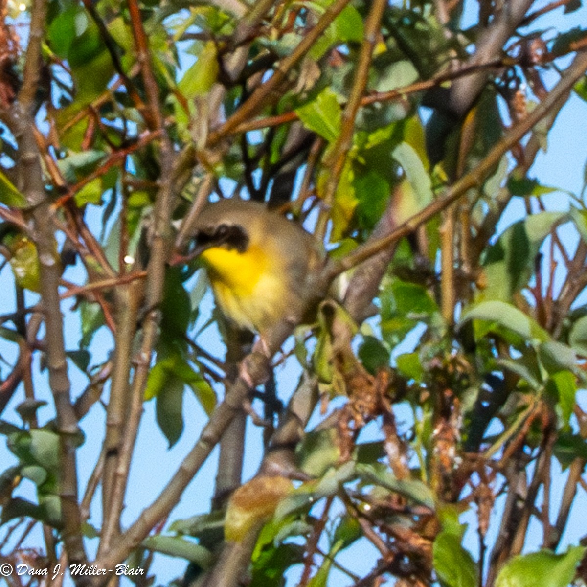 Common Yellowthroat - ML620589596