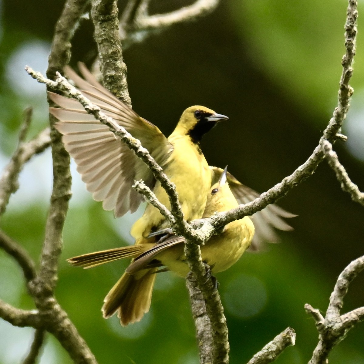 Orchard Oriole - ML620589598