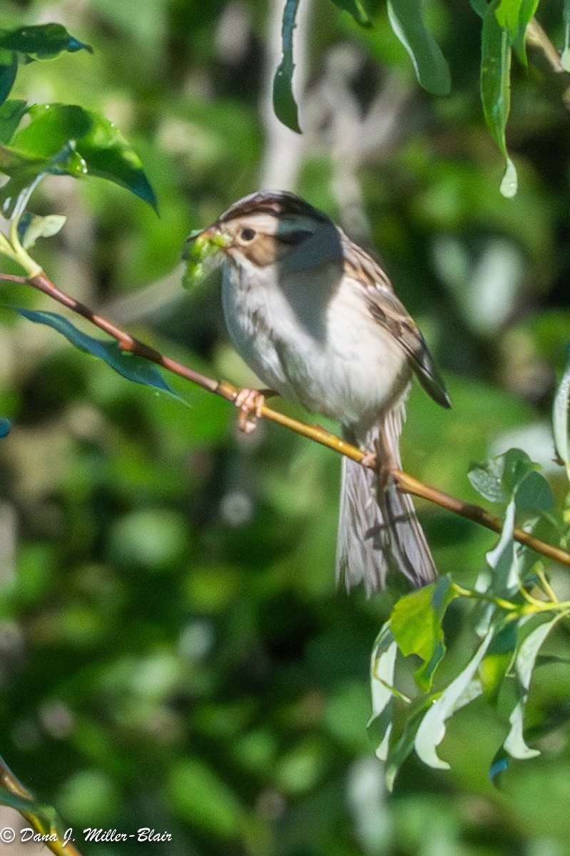 Clay-colored Sparrow - ML620589600