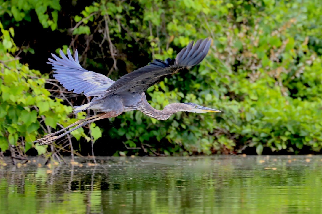 Great Blue Heron - ML620589601