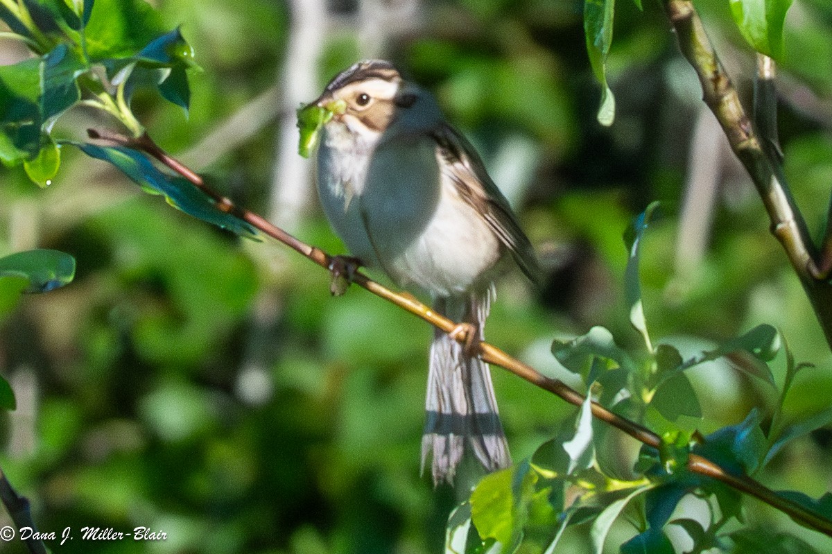 Clay-colored Sparrow - ML620589602