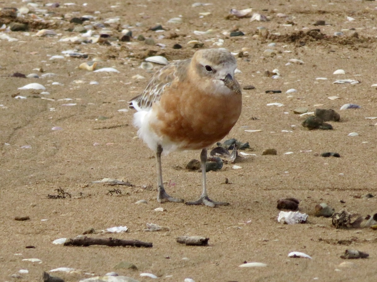 Red-breasted Dotterel - ML620589603