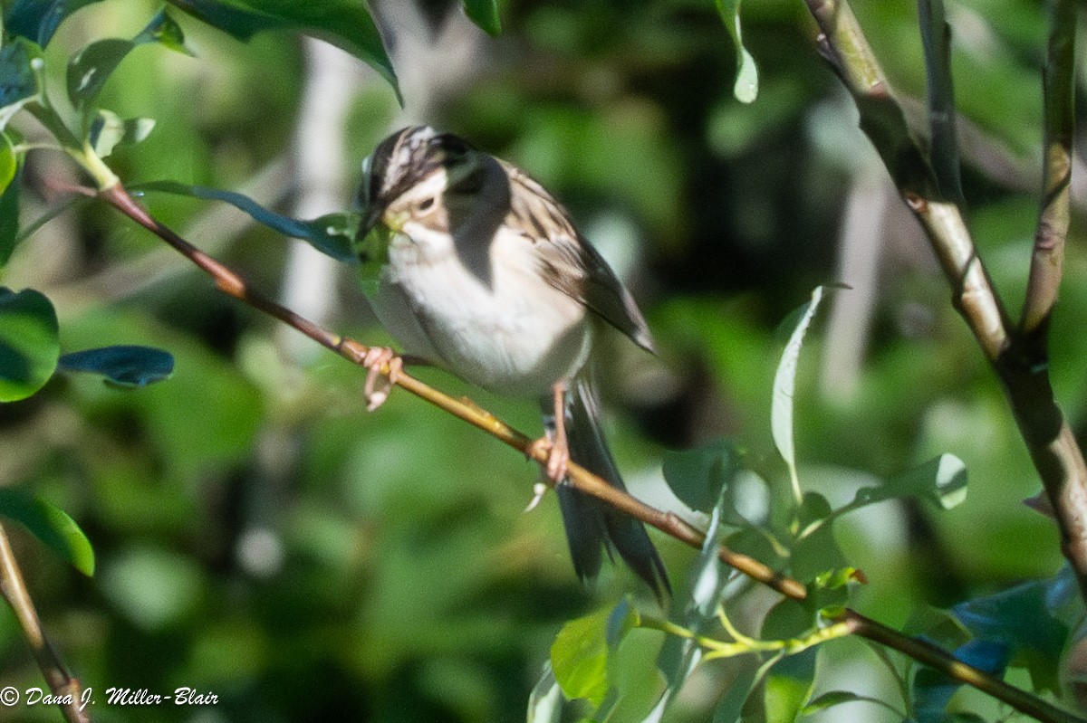 Clay-colored Sparrow - ML620589607