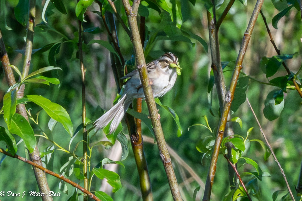Clay-colored Sparrow - ML620589610