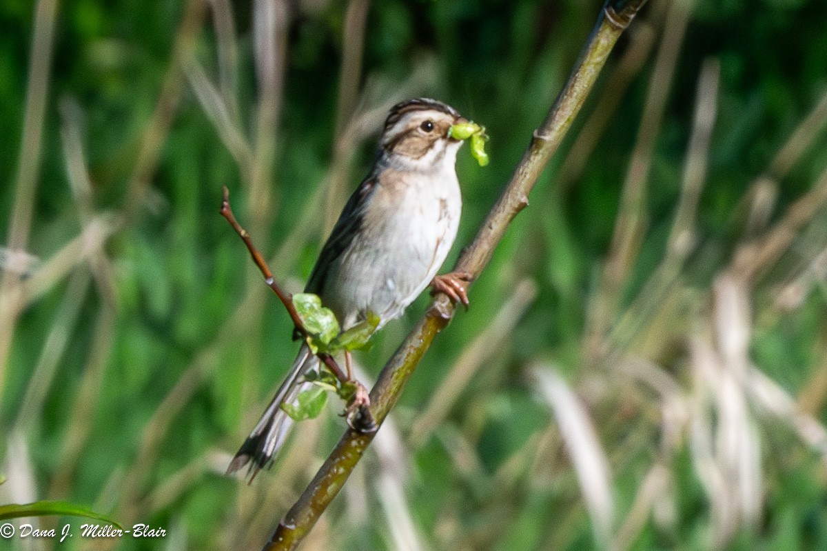 Clay-colored Sparrow - ML620589611