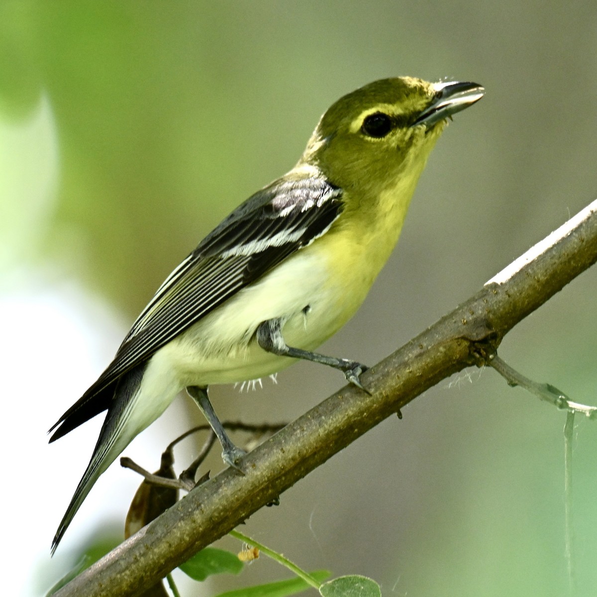 Yellow-throated Vireo - Michele Carnerie