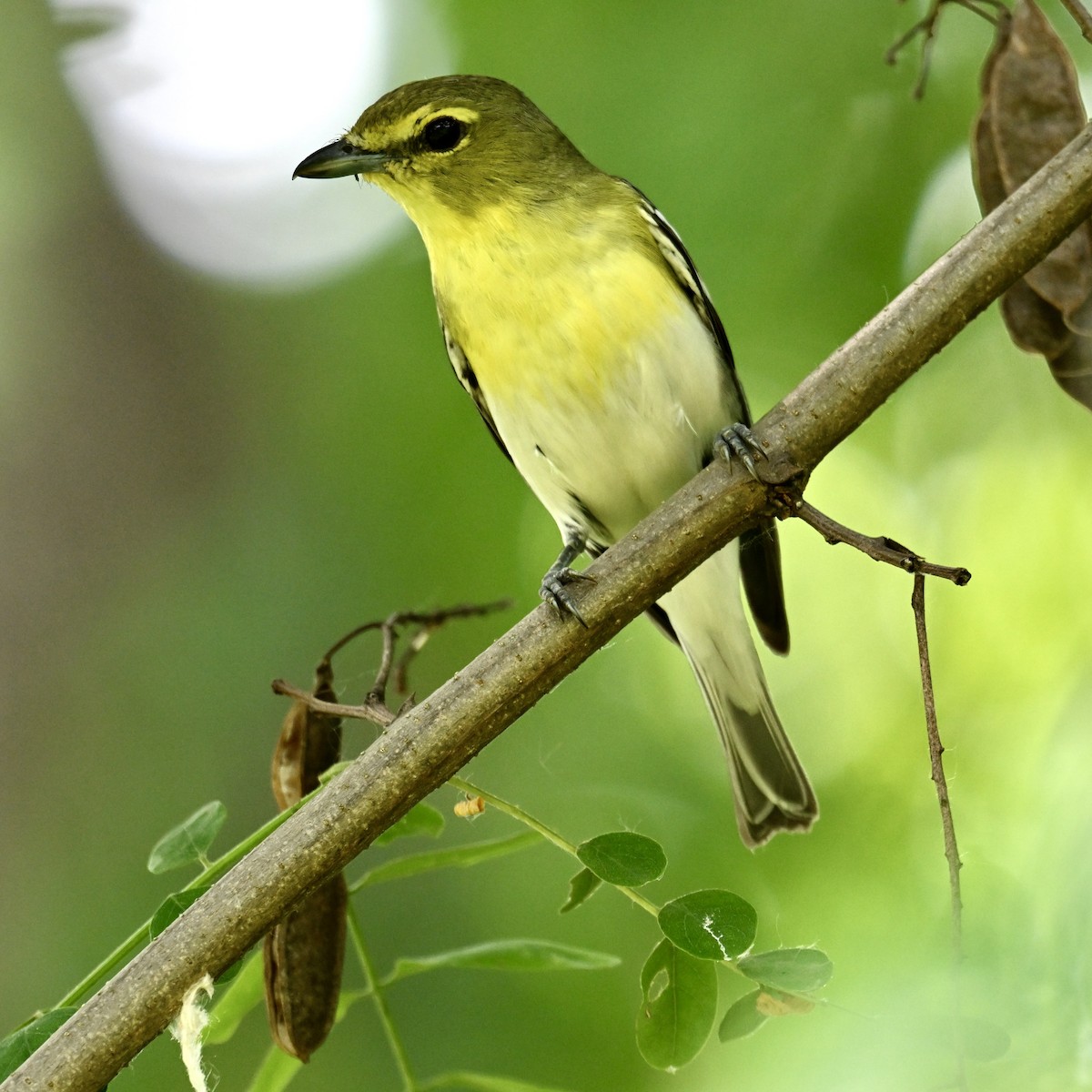 Yellow-throated Vireo - ML620589618