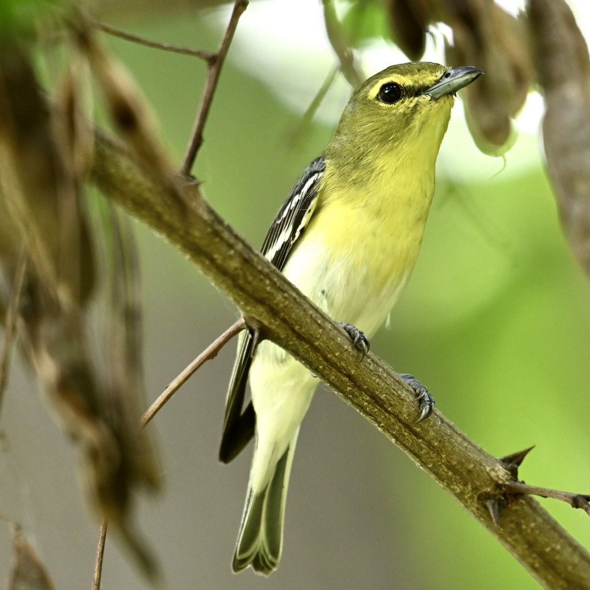 Yellow-throated Vireo - ML620589620