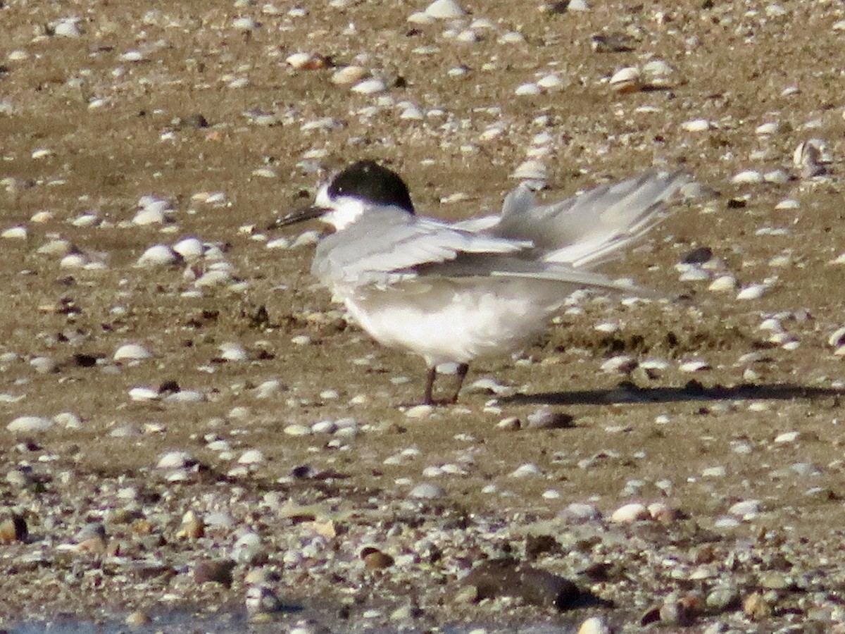 White-fronted Tern - ML620589645