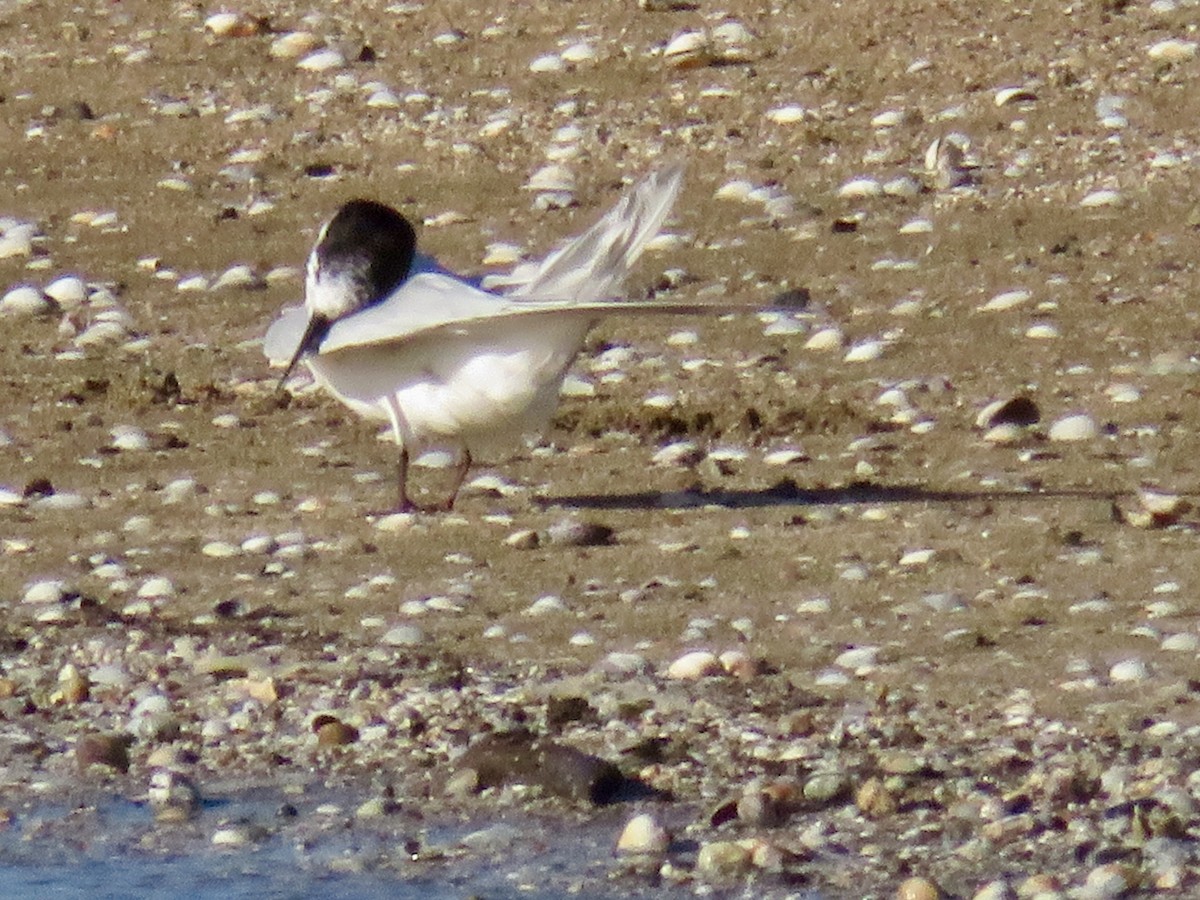 White-fronted Tern - ML620589646