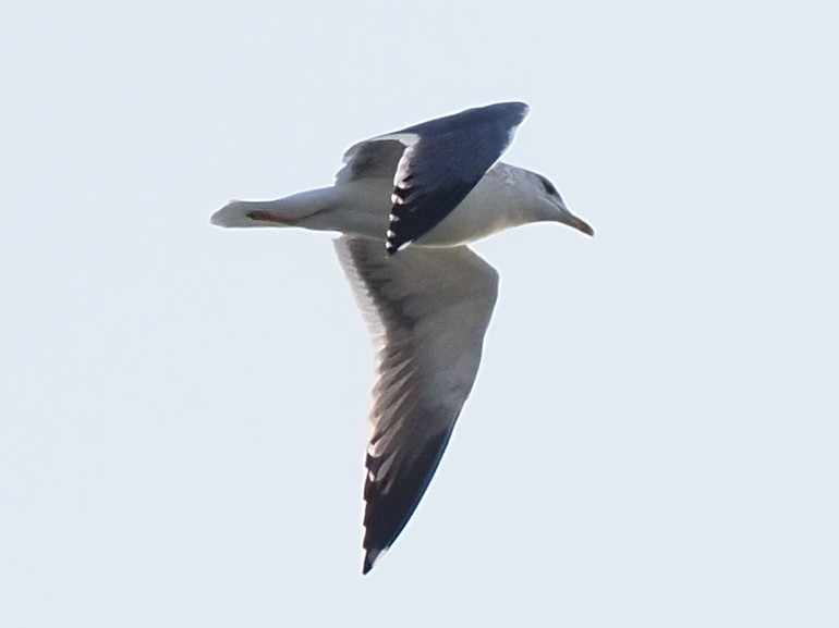 Black-tailed Gull - ML620589647