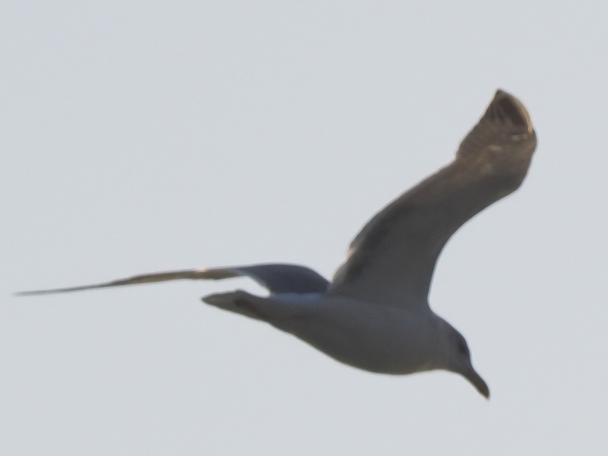 Black-tailed Gull - ML620589649