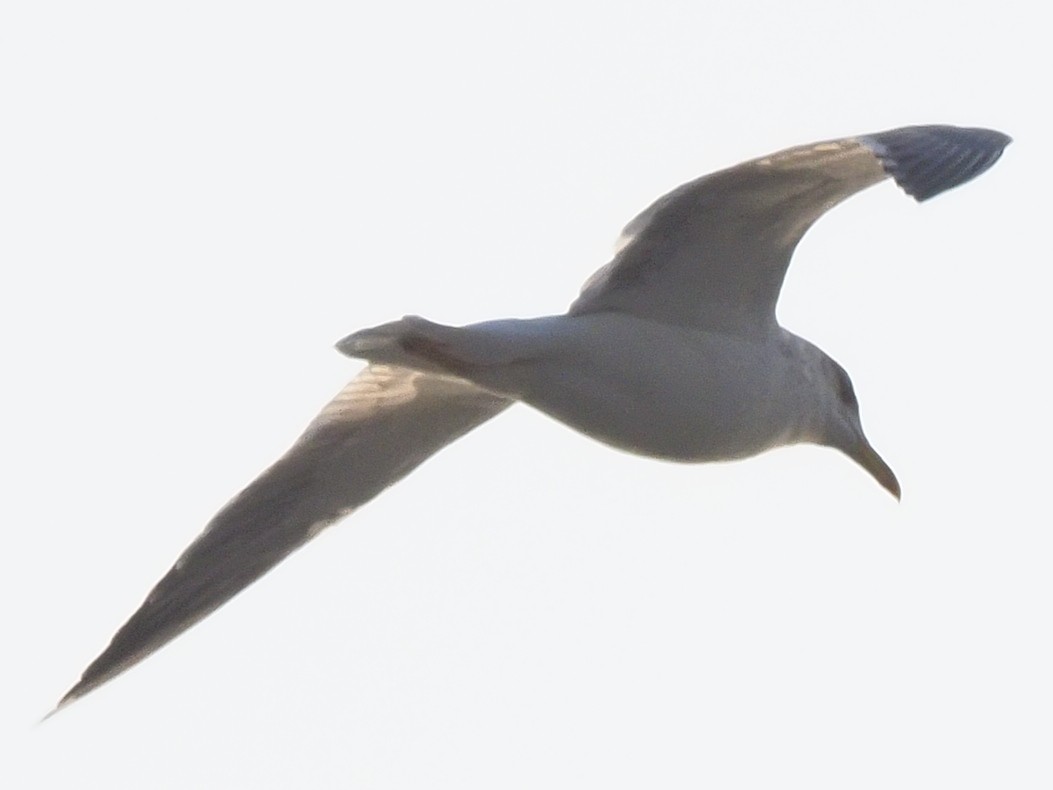Black-tailed Gull - ML620589653