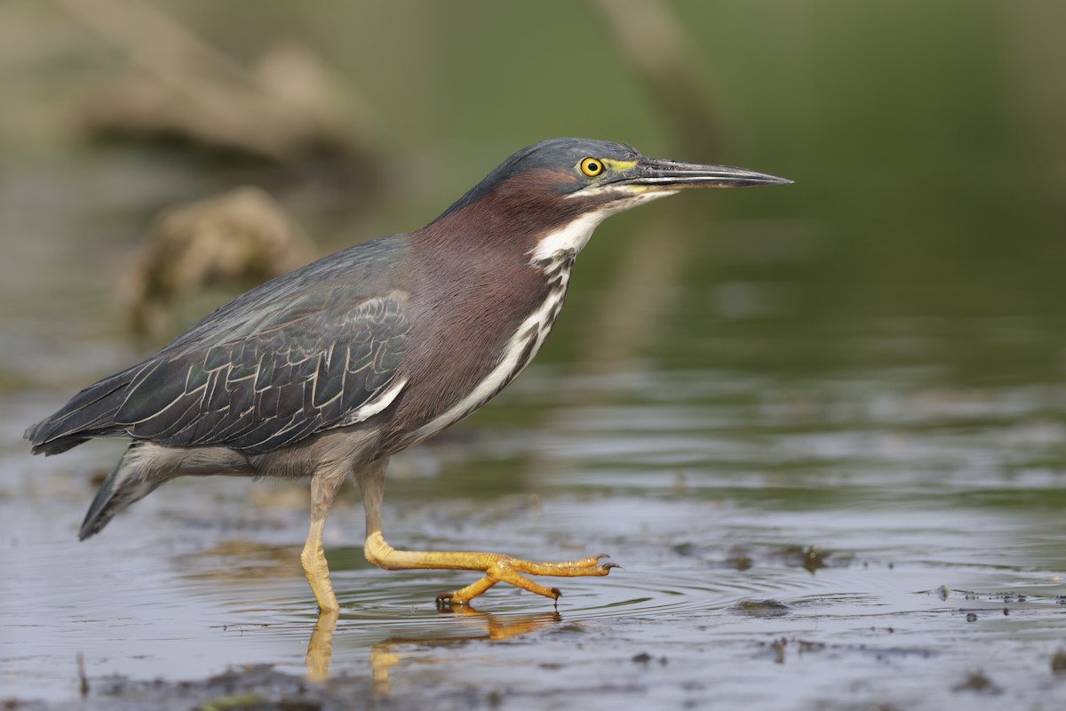 Green Heron - ML620589658